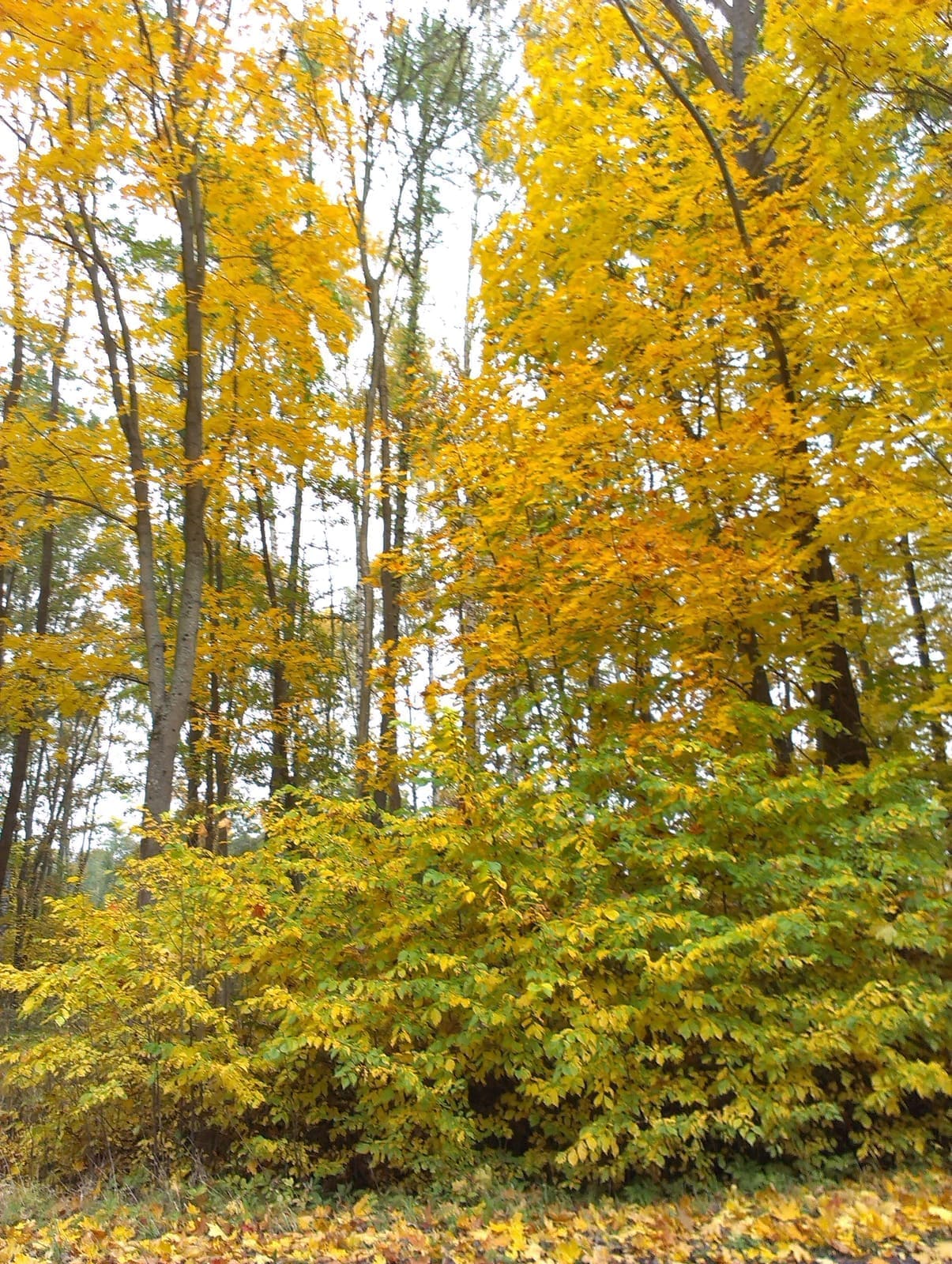 Goldener polnischer Herbst in den Wäldern von Ermland und Masuren