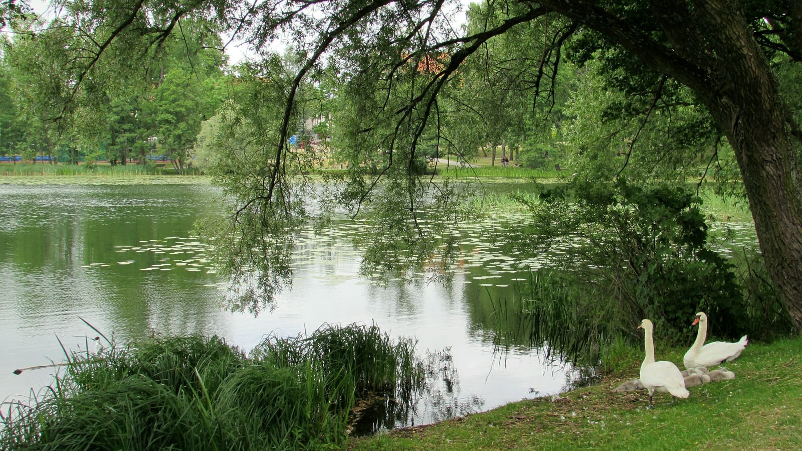 Der Czos-See in Mrągowo, an dem das Amphitheater liegt